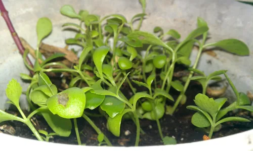 Vista 4 de Leopardo Madre de Miles Kalanchoe Daigremontiana Planta de cocodrilo FG