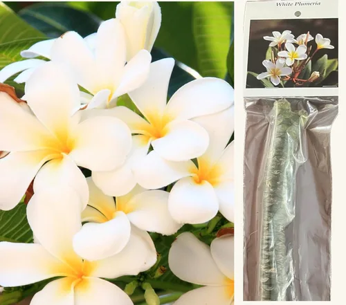 Vista 2 de Corte de plantas de plumeria blanca hawaiana ~ Grow Hawaii