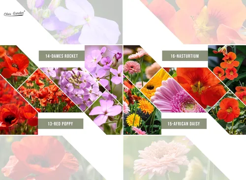 Vista 8 de Mezcla de flores silvestres de California, 10,000 semillas, 17 variedades, sin rellenos, polinizadas abiertas y sin OMG, flores de jardín perennes