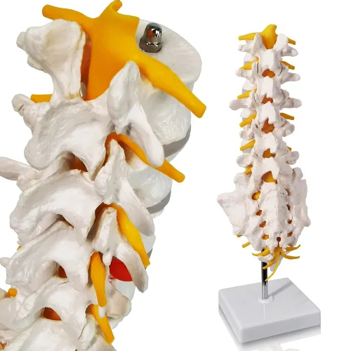 Vista 4 de EVOTECH SCIENTIFIC Modelo de anatomía de columna lumbar con sacro y nervios espinales, réplica didáctica de sección lumbosacra con nervios y una