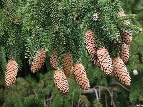 Vista 5 de Acrocona Norway Spruce 1 - Año Árbol vivo