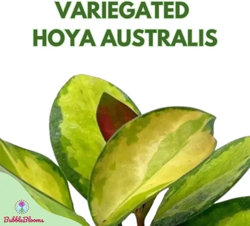 Vista 2 de BubbleBlooms Hoya Australis abigarrada, Lisa tricolor, planta viva limitada muy rara, en maceta de 4 pulgadas