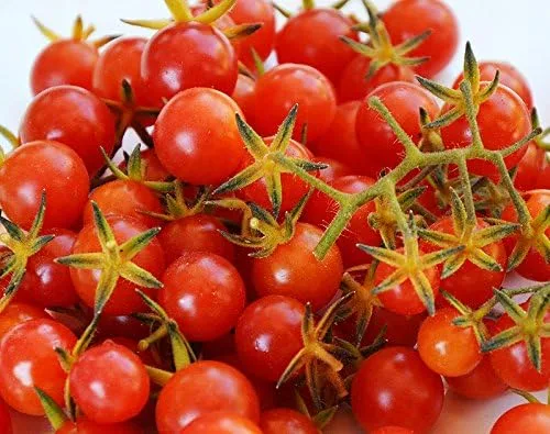 Vista 9 de Más de 30 semillas de tomate de grosella y guisantes dulces, sin OMG, extra dulce y de gran rendimiento, bajo en ácido, indeterminado, polinizado
