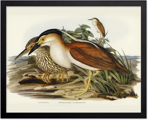 Vista 67 de Poster Master Póster vintage de James Audubon – Impresión retro de amargo americano – Arte de aves de América – Regalo para hombres, mujeres
