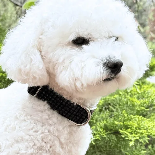 Vista 6 de Collar de perro con diamantes de imitación, hebilla grabada y opciones de correa, collares de perro brillantes a la moda, joyas brillantes