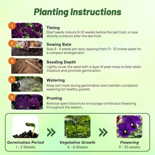 Vista 5 de Outsidepride Purple Bergwacht - Semillas de pensamiento de viola para plantar, 1,000 piezas. Flores resistentes al frío y aptas para polinizadores