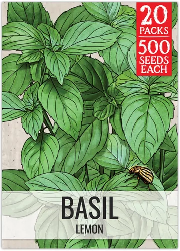 Vista 19 de Seed Needs Semillas de albahaca italiana para plantar hierbas tradicionales sin OMG, 1 paquete