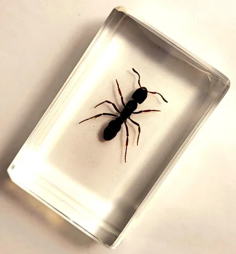 Vista 6 de 44mm Hormiga gigante tropical real en resina de lucita transparente cristalina, espécimen preservado Pseudoneoponera Rufipes, taxidermia