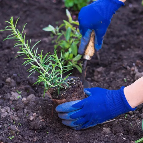 Vista 4 de Paquete de 100 macetas de turba de 4 pulgadas, macetas biodegradables con agujeros de drenaje para jardinería interior/exterior, macetas ecológicas