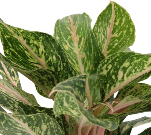 Vista 4 de American Plant Exchange Aglaonema Sparkling Sarah - Maceta de 6 pulgadas - Planta de hoja perenne china purificadora de aire vivo, follaje