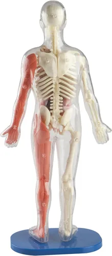 Vista 2 de SMARTLAB Toys Cuerpo humano blando con 21 partes removibles y libro de anatomía