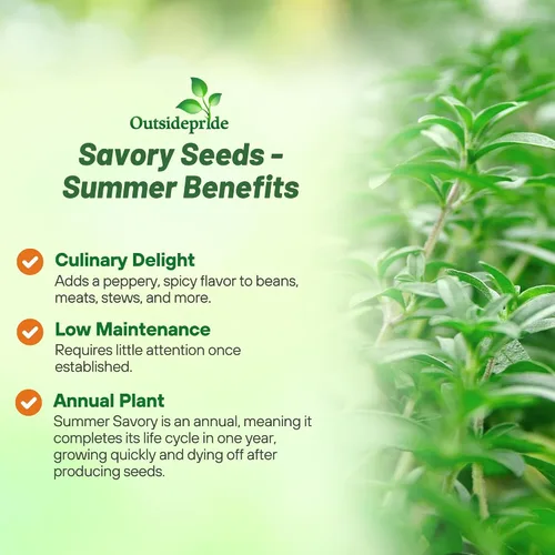 Vista 3 de Outsidepride Summer Savory Seeds - Semillas anuales de hierbas culinarias para plantar con hojas aromáticas, tolerantes a la sequía y compactas
