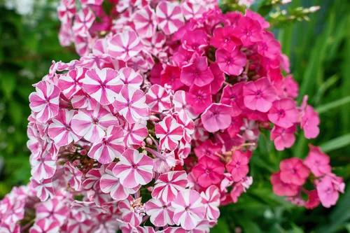 Vista 9 de 10 Tall Garden Phlox Paniculata Mixed Colors 'New Hybrids Mix' Flower Seeds