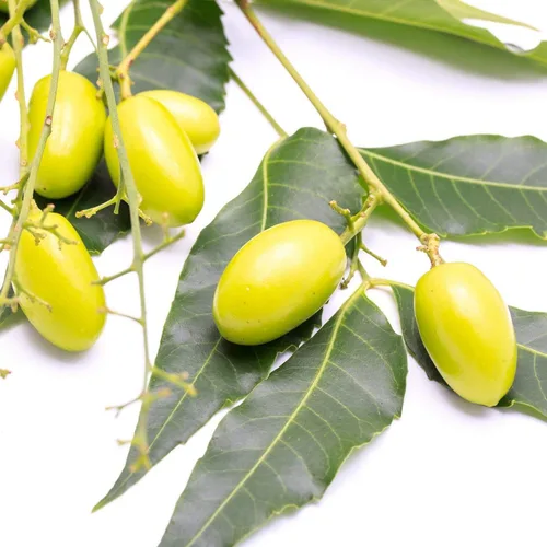 Vista 5 de Aceite de neem orgánico para piel y cabello, 100% puro, prensado en frío para mezcla de aceites esenciales, aceites de neem para plantas, pastel