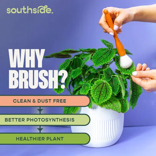 Vista 3 de Southside - Cepillos de limpieza para plantas suculentas y cactus, asas de madera con cerdas suaves de pelo de cabra, herramientas de limpieza