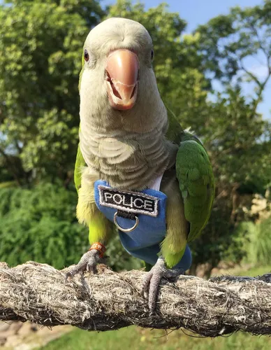 Vista 3 de Trajes y pañales de vuelo de aves Poli(L) - Reutilizables, impermeables, suministros para pájaros para mascotas
