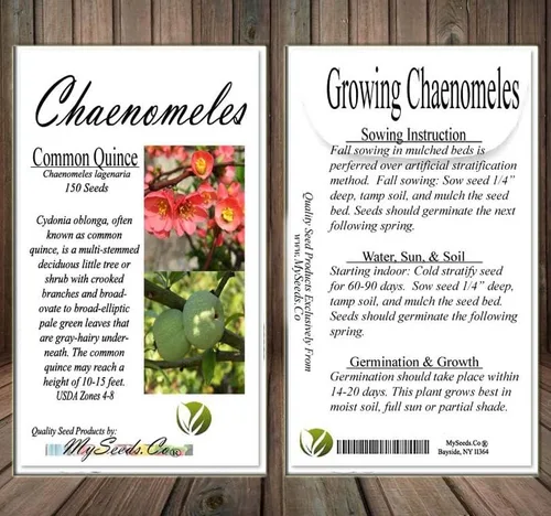 Vista 6 de Chaenomeles lagenaria (membrillo común), flores rosas, rojas y blancas, fruta dura, amarilla y fragante, elige la cantidad (1 unidad)