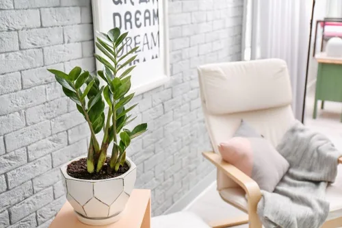 Vista 2 de Eleva tus zamioculcas con la mezcla orgánica de tierra de Gardenera - Cultiva más saludable y más elegancia - 1 cuarto de galón