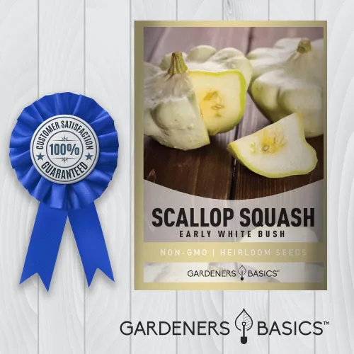 Vista 7 de Semillas de calabaza festoneada para plantar, (arbusto blanco temprano), herencia de calabaza de verano, variedad de calabaza vegetal sin OMG