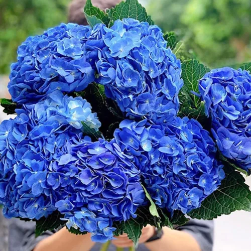 Vista 6 de Plantas de árbol de arbusto de hortensias vivas, 5-9 pulgadas de alto, sin maceta, inactivas en invierno, cambian de color, plantación perenne