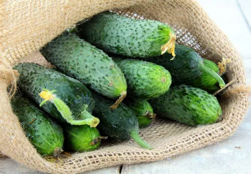 Vista 6 de Semillas Vegetales Pepino Titus Heirloom para Decapado 45 Días - 20 Semillas