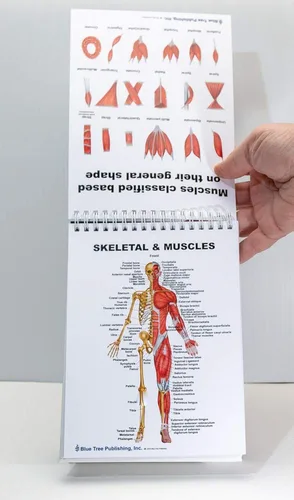 Vista 5 de Libro de anatomía muscular y huesos, tableta de dos caras para músculos y pestañas adhesivas