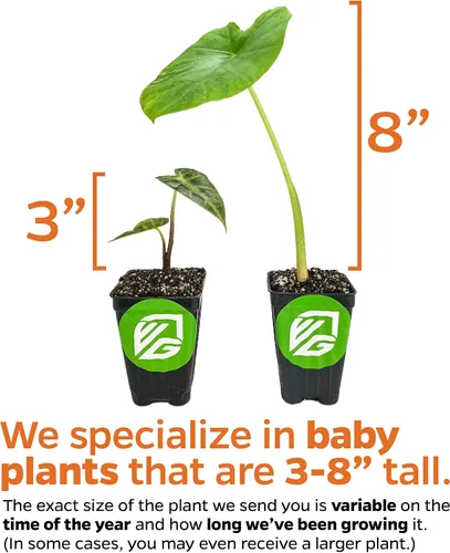 Vista 4 de Planta Viva Tiny Dancers Oreja de Elefante - Alocasia - Planta Inicial de Wellspring Gardens - Raras Bombillas de Alocasia - Planta Tropical Exótica