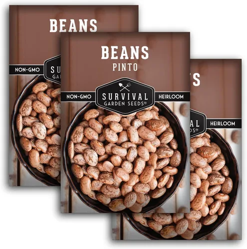 Vista 11 de Semillas de frijol Pinto para plantar, frijoles secos de reliquia, variedad de arbustos de alto rendimiento, cultivo alimenticio rico en proteínas