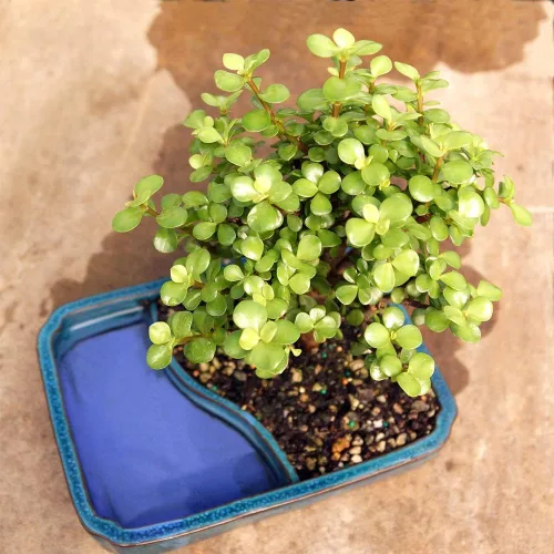 Vista 2 de Brussel's Bonsai - Árbol bonsái vivo de jade medio, planta