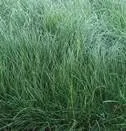 Vista 2 de Festuca roja rastrera 6 LB