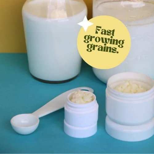 Vista 5 de Granos de kéfir de leche para hacer bebidas probióticas de kéfir