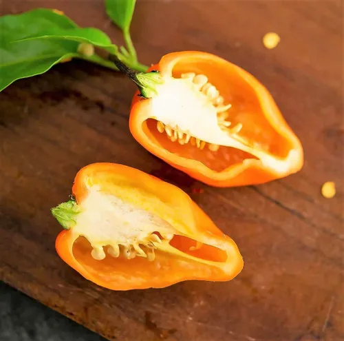 Vista 4 de TomorrowSeeds - Semillas de pimiento habanero naranja - Más de 100 unidades - para plantar 350,000 unidades Scoville Scoville picante tropical chile