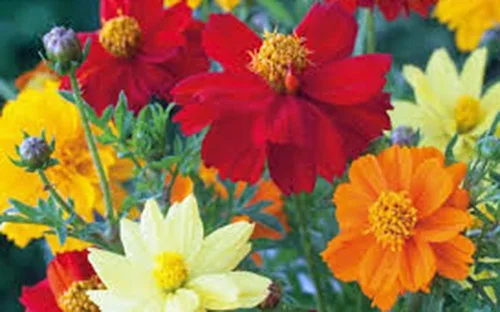 Vista 2 de Bright Lights Cosmos - Más de 100 semillas recién cosechadas, hermosa flor brillante