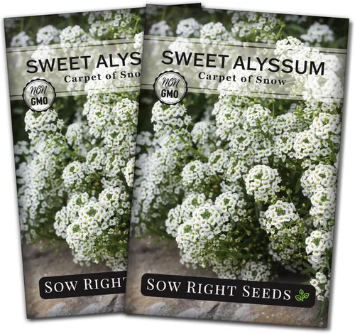 Vista 7 de Sow Right Seeds - Alfombra blanca de semillas de flores de nieve Sweet Alyssum para plantar - Paquete de reliquia sin OMG con instrucciones
