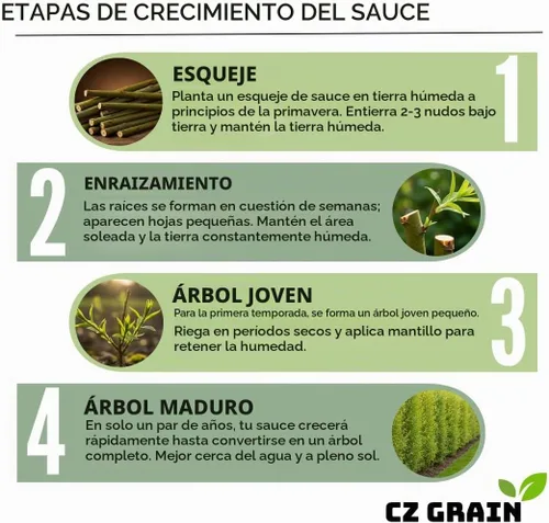 Vista 7 de 4 esquejes de sauce llorón verde brillante, cultive 4 árboles - raíz de sauce llorón de Wisconsin