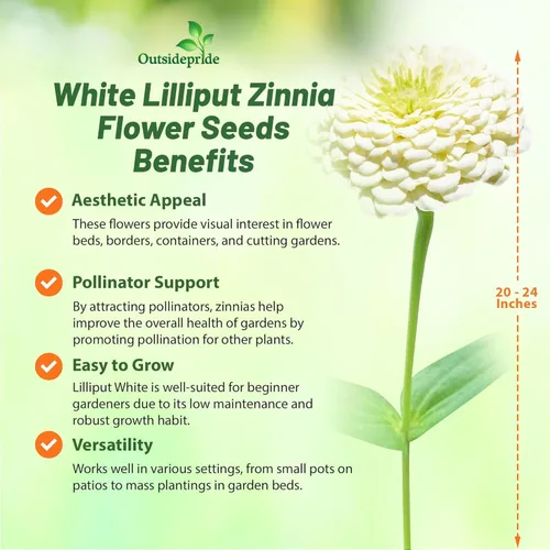 Vista 5 de Outsidepride - Zinnia Elegans, 1000 semillas anuales, Lilliput White, flores para plantar, color blanco