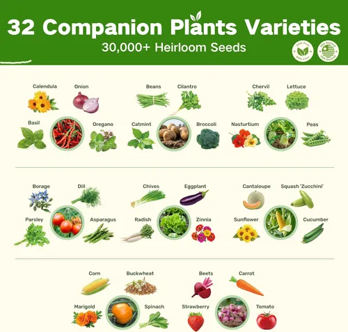 Vista 2 de Lush&Dew Banco de semillas de plantas compañeras autóctonas, regalos de jardinería para mujeres y hombres, 32 variedades más de 30,000 semillas