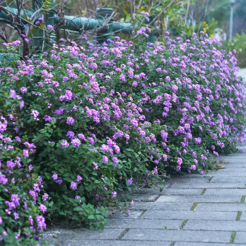 Vista 5 de 2 plantas Lantana vivas para plantar en interiores y exteriores, 4-8 pulgadas de alto, flores de Lantana fragantes de mariposa, sin maceta