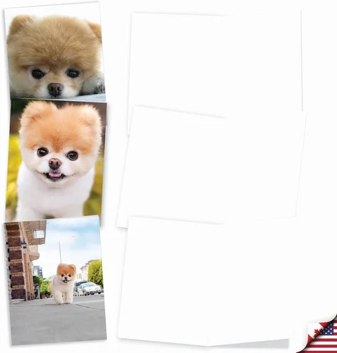 Vista 2 de The Best Card Company - 10 tarjetas de felicitación para perros en blanco para todas las ocasiones (4 x 5.12 pulgadas) - Boo El perro más lindo