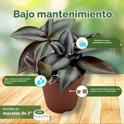 Vista 5 de Surtido de Wandering Due, variedad Tradescantia, 2 pulgadas, juego de 3 pequeñas mini plantas Pixie