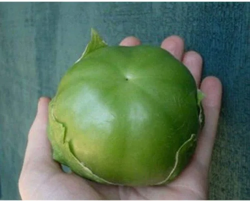 Vista 3 de Semillas de Tomatillo Gigante - Buenos rendimientos de tomatillos verdes gigantes de 4" de diámetro. (25 - Semillas)