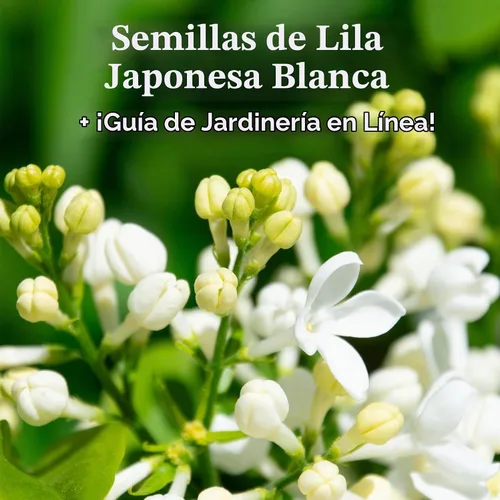 Vista 2 de 25 semillas de jlila aponés (extremadamente fragante)/Color Blanco