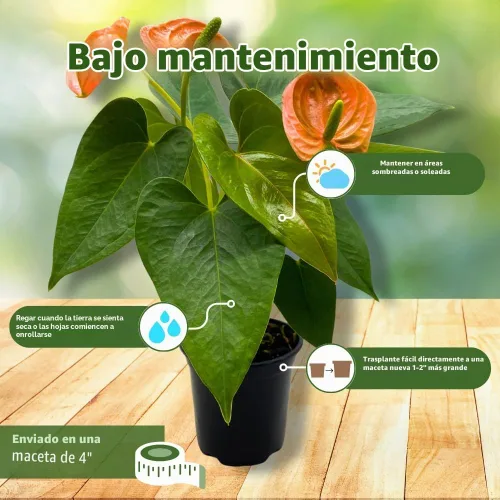 Vista 5 de BubbleBlooms Anthurium Coral, naranja - ish en una hoja en forma de corazón de 4 pulgadas