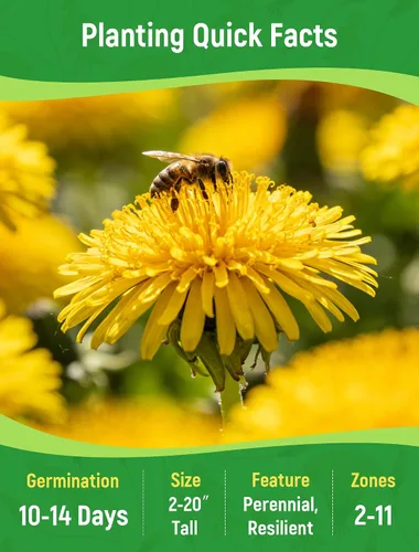 Vista 3 de Semillas de diente de león para plantar: más de 4,000 semillas de hierbas de diente de león (Taraxacum officinale), hojas comestibles, raíces