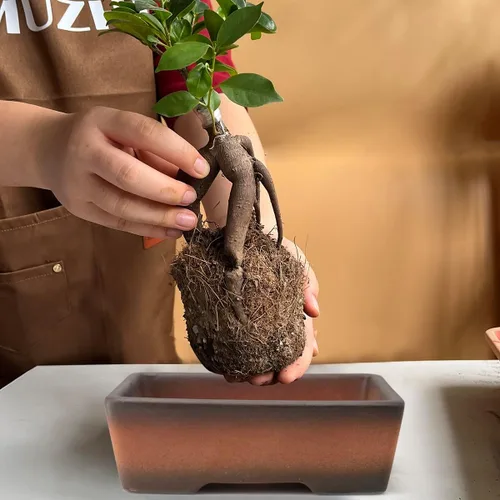 Vista 5 de MUZHI Paquete de 2 Macetas de Bonsái de Terracota de Gradación de Colores Hechas a Mano de 5 Pulgadas y 6 Pulgadas con Bandeja de Goteo, Maceta