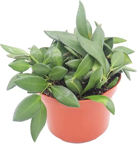 Vista 9 de Hoya Crimson Princess - 6'' de California Tropicals