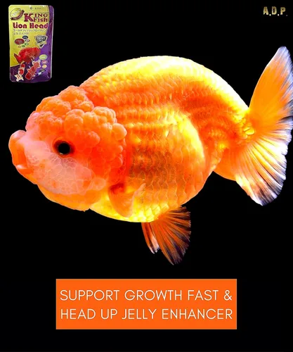 Vista 3 de A.D.P. Lion Head UP Fórmula 3.53 oz, pellet de hundimiento de alimentos Goldfish de 0.059 in, alto contenido de proteínas 48.9% de color de peces
