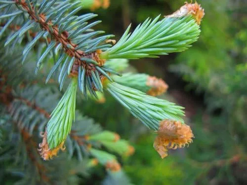 Vista 2 de WEEPING COLORADO BLUE SPRUCE - Picea pungens 'The Blues' - PLANTA DE 2 AÑOS