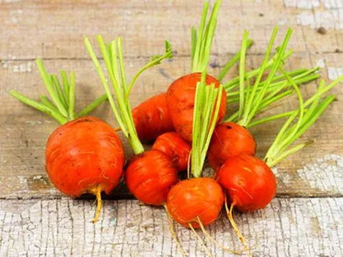 Vista 7 de Zanahoria dulce mercado de París redondo naranja herencia vegetal sin OMG para plantar