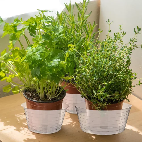 Vista 7 de Hoolerry Platillo de plástico transparente para plantas, bandeja de goteo profunda gruesa para macetas, bandejas de goteo profundo para el hogar
